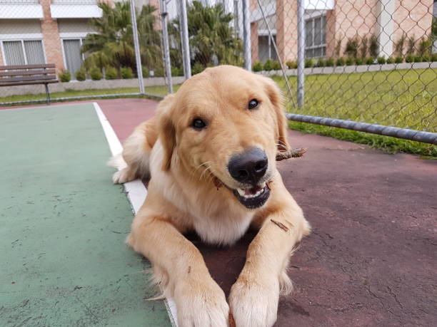 istock Golden Retriever Chewing a Stick 1250031369