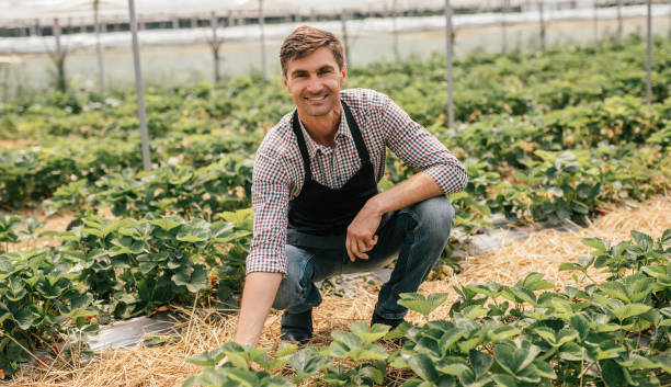 istock Smiling farmer harvesting strawberries in hothouse 1250031564