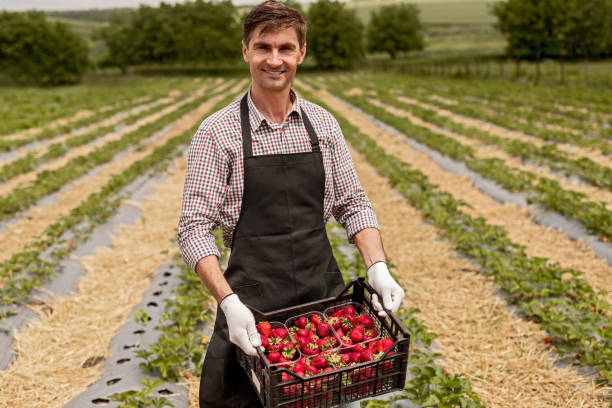 istock Happy farmer holding box with ripe strawberries 1250032088