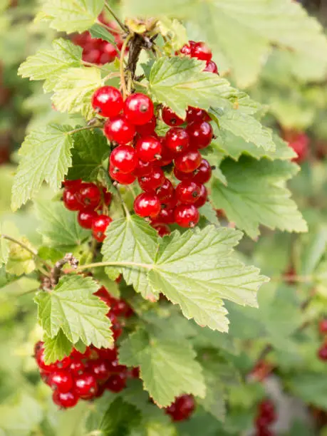 Brunch of bright red redberries fruits on branch of bush with green leaves front view