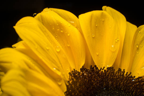 istock Macro of a bright sunflower 1250033965