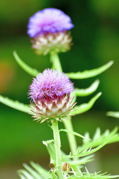 Cynara scolymus, commonly called globe artichoke, is an upright columnar perennial vegetable which features lobed, jagged, deeply-serrate, green leaves and thistle-like flowers. The edible portions of the plant consist of the flower buds before the flowers come into bloom.