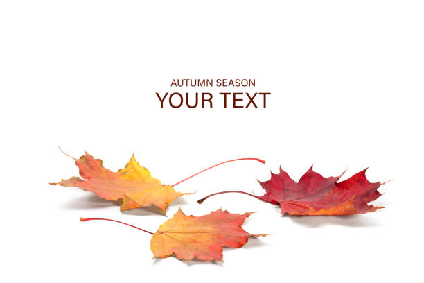 istock autumn season concept, maple leaf isolated on white background 1250036209