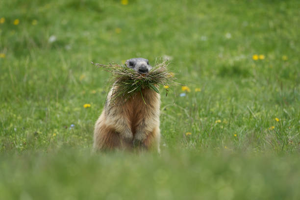 Alpine marmot Ground Dwelling squirrel looking up from its burrow in the mountain in the Dolomites, Alps, Italy.