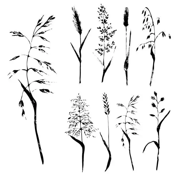 Vector illustration of Hand drawn black grungy ink drawing og meadow grass and grain