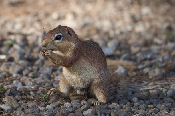 istock Unstriped ground squirrel Xerus rutilus Africa Eating and Sitting 1250036571