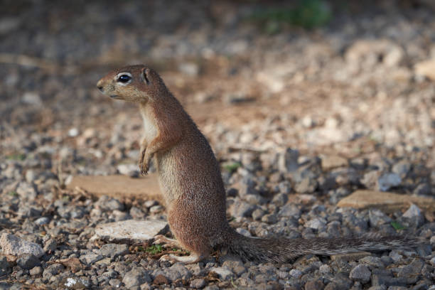 istock Unstriped ground squirrel Xerus rutilus Africa Eating and Sitting 1250036633
