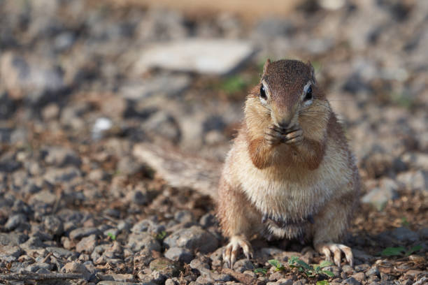 istock Unstriped ground squirrel Xerus rutilus Africa Eating and Sitting 1250036724
