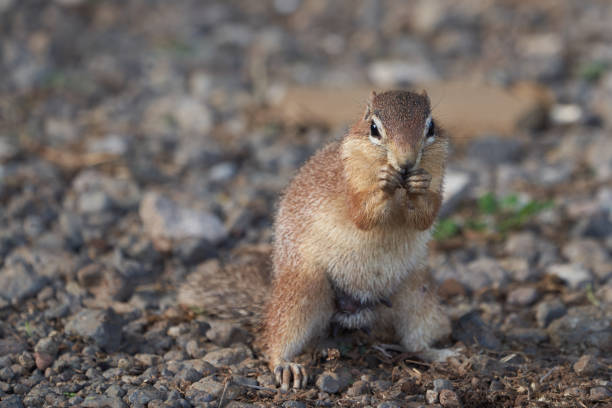 istock Unstriped ground squirrel Xerus rutilus Africa Eating and Sitting 1250036729