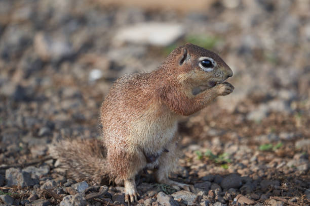 istock Unstriped ground squirrel Xerus rutilus Africa Eating and Sitting 1250036747