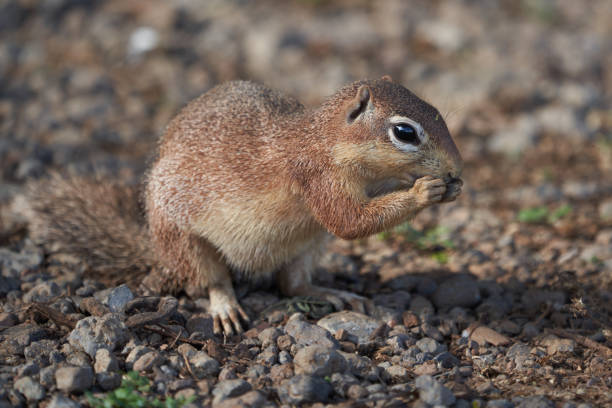 istock Unstriped ground squirrel Xerus rutilus Africa Eating and Sitting 1250036771