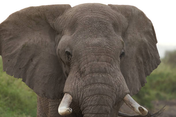 istock Elephant Big Huge Tusker Amboseli 1250036793