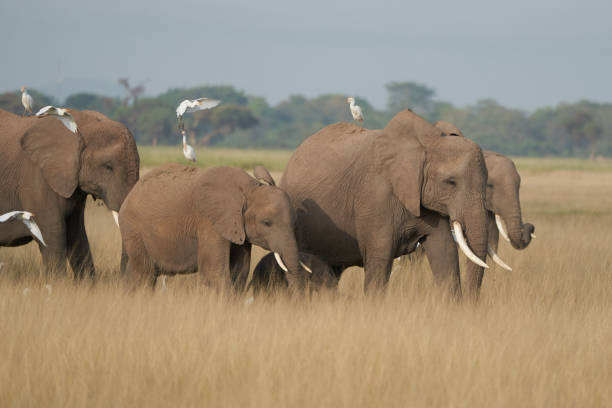 istock A big Elephant Group Amboseli with Herons on Safari 1250036853
