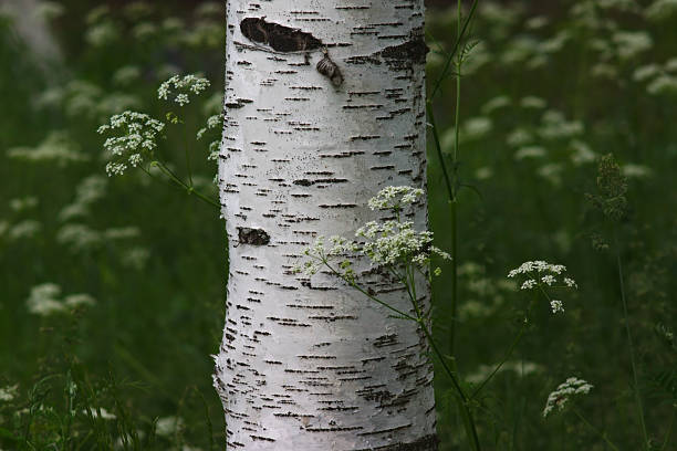 istock fragment of a birch trunk 1250037737