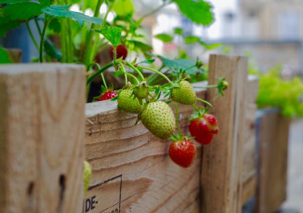 Rows of strawberry plants in  stages from blooming to ripe.