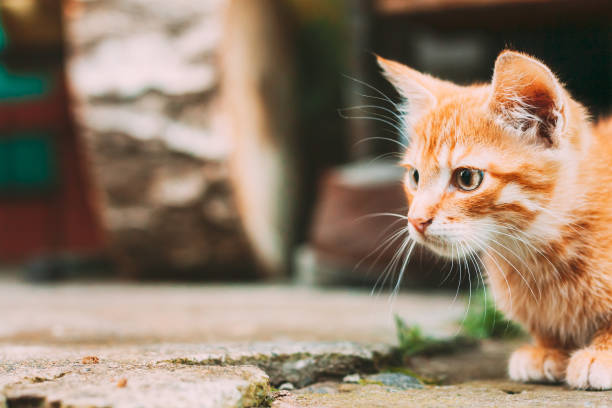 istock Cute Tabby Red Ginger Cat Sitting Outdoor In Yard 1250038919