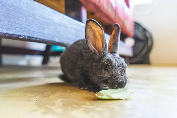 Baby rabbit in Playa del Carmen, Mexico