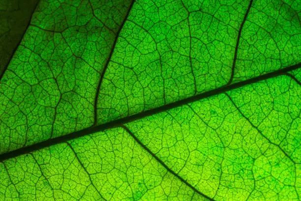 Photo of Vector green leaf macro background