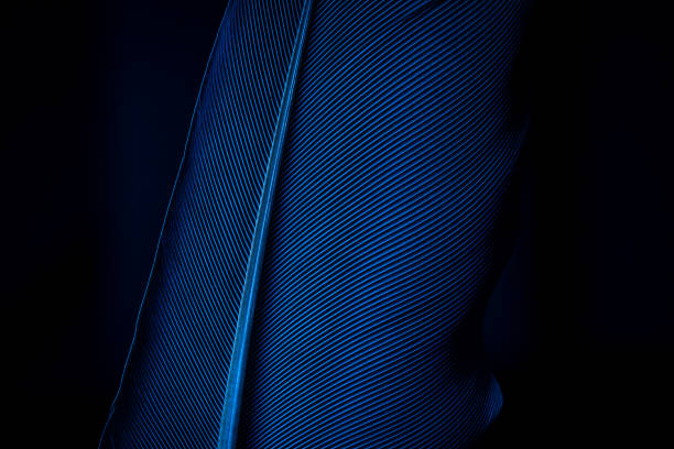 istock Piece of blue bird feathers, close-up 1250039947