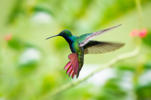 A Black-throated Mango hummingbird hoveringf A Black-throated Mango hummingbird hovering in the air with his tail flared.  Vervain blurred in the background. flapping wings photos stock pictures, royalty-free photos & images