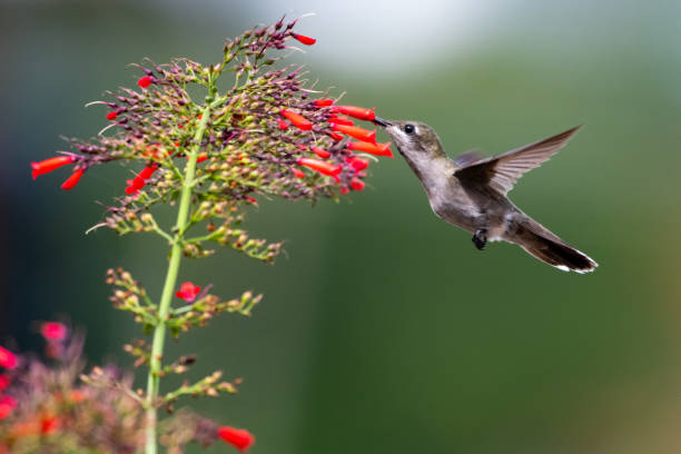 istock A female Ruby Topaz hummingbird feeding on flowers 1250040038