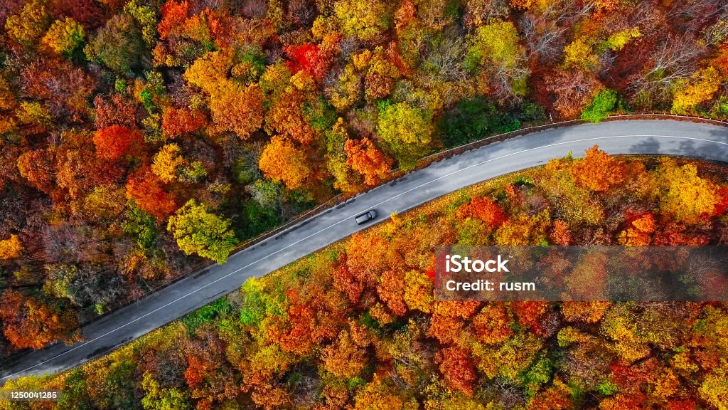 Overhead aerial view of winding mountain road inside colorful autumn forest Autumn forest road in morning Autumn Stock Photo