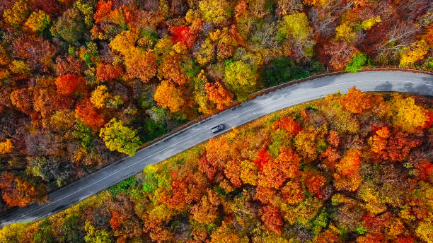 Overhead aerial view of winding mountain road inside colorful autumn forest Autumn forest road in morning saturated color photos stock pictures, royalty-free photos & images