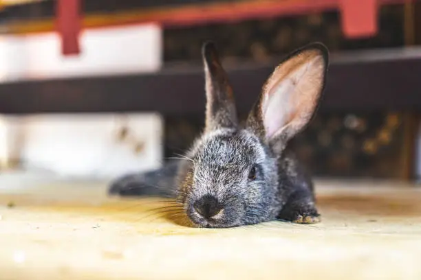 Baby rabbit in Playa del Carmen, Mexico