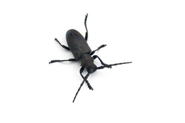 istock The weaver black beetle isolated on white background 1250041494