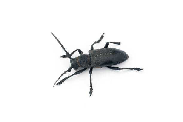 istock The weaver black beetle isolated on white background 1250041497