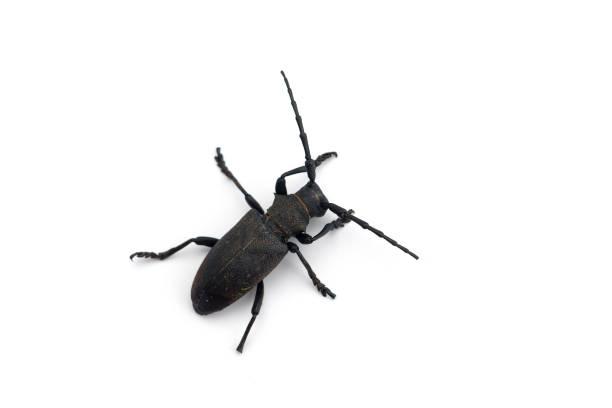 istock The weaver black beetle isolated on white background 1250041504