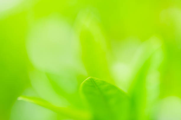 istock closeup green plant leaf nature fresh abstract greenery blur bokeh background with copy space in garden use for backdrop or wallpaper. 1250041749