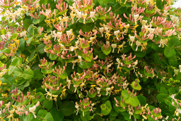 istock Blossom to honeysuckle in garden at solar day. 1250041978