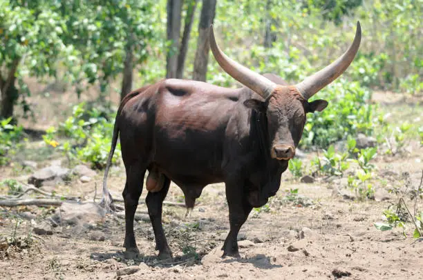 Javanese Wild Bull in its habitat