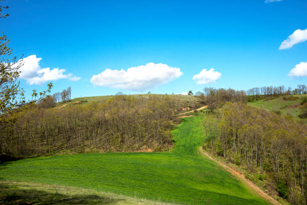 Green field and blue sky on a sunny day