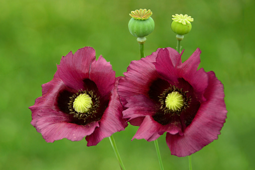 Two flowering oriental poppy flower heads in green background.
