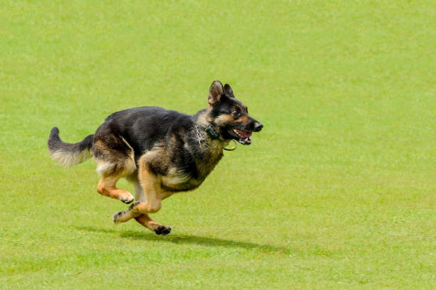 malinois está correndo na grama verde - belgian sheepdog - fotografias e filmes do acervo