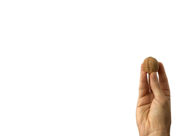 istock Close up. Hand holds a walnut on a white background 1250044645