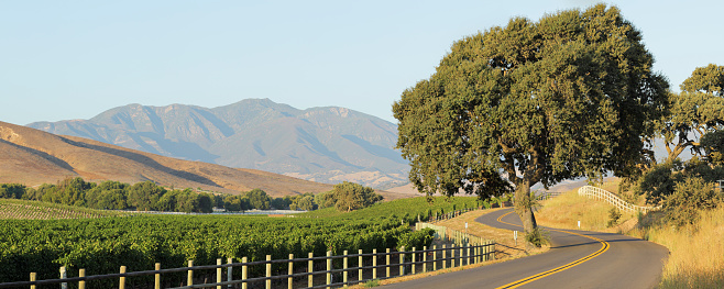 Panoramic view of a winding road and vineyard landscape during summer (Santa Barbara county, California).