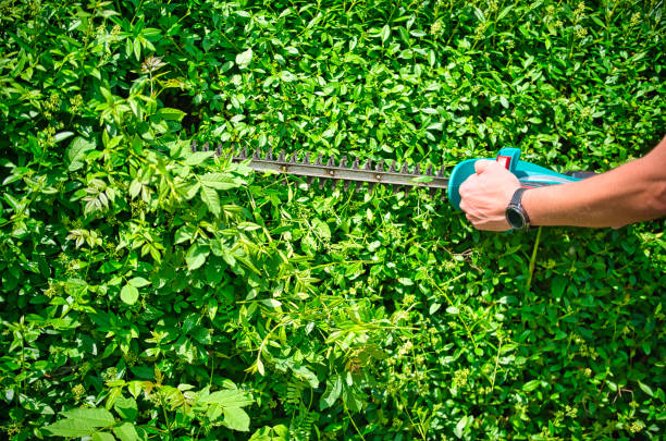 istock Cut the hedge with the hedge trimmer 1250046687