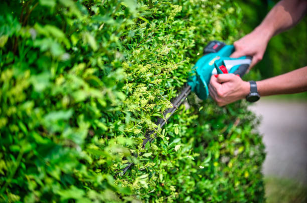 istock Cut the hedge with the hedge trimmer 1250047463