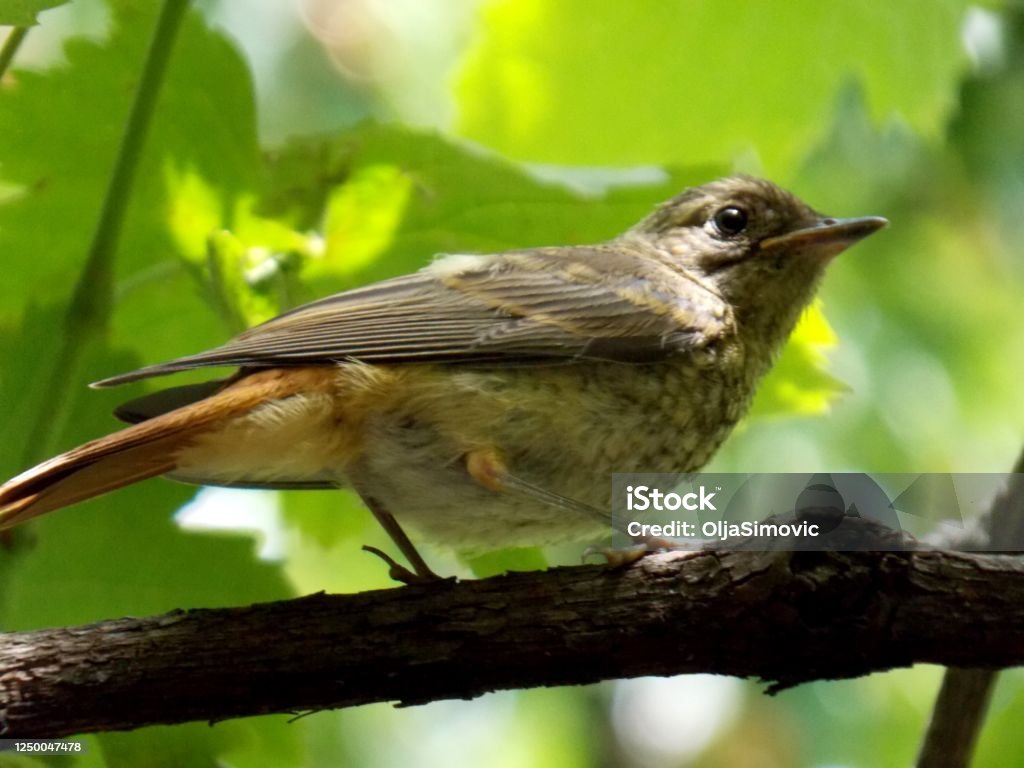 Miniopteridae Tree A Small Bird On A Tree Stock Photo - Download Image Now - Animal ...