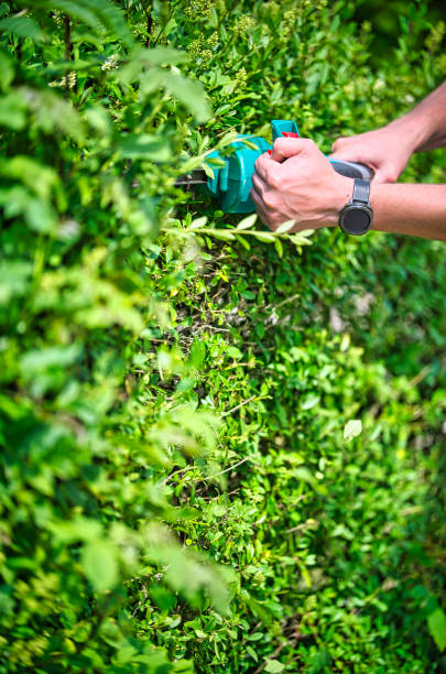istock Cut the hedge with the hedge trimmer 1250047509