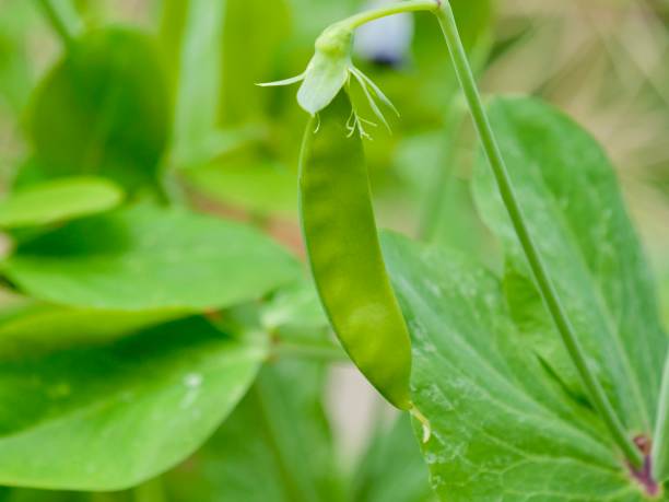 snow pea plant with unripe pod and flower in the garden - pea pod imagens e fotografias de stock