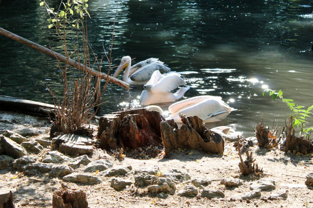 istock pelicans on the lake in the park 1250047772
