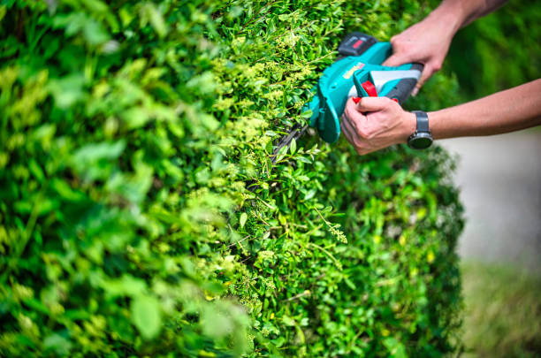 istock Cut the hedge with the hedge trimmer 1250047785