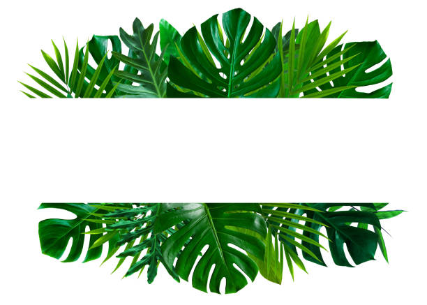 istock leaves frame layout of tropical plant bush on white background 1250048015