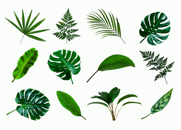 conjunto de palma monstruo verde y hoja de planta tropical aislado sobre fondo blanco - hoja ilustraciones fotografías e imágenes de stock