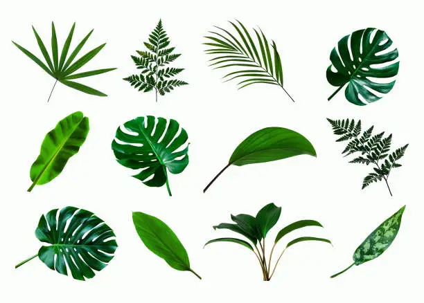 Photo of set of green monstera palm and tropical plant leaf isolated on white background