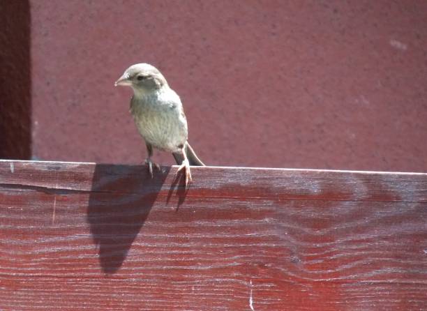 istock a little sparrow on the terrace board 1250048256